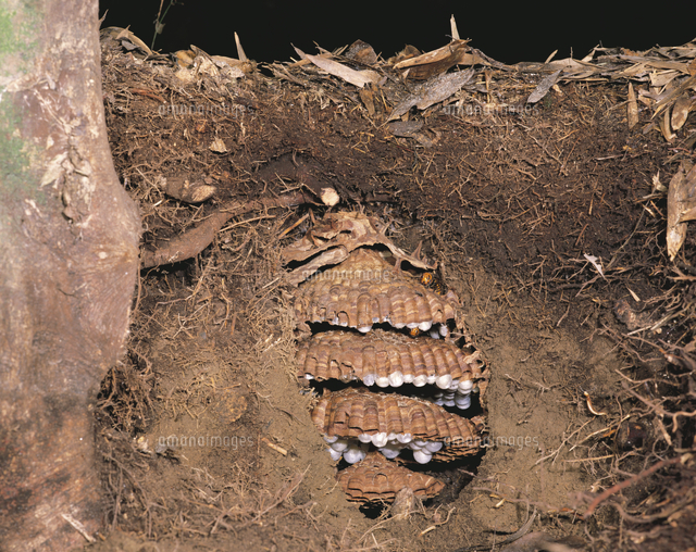 土 の 中 蜂の巣