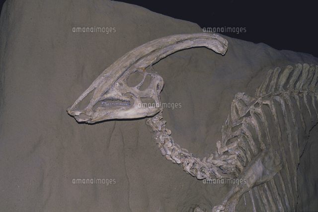 「パラサウロロフス 化石」の画像検索結果