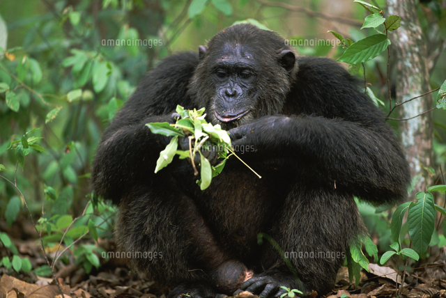 葉を食べるチンパンジー