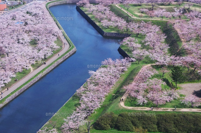 五稜郭公園の桜
(c)Image House/a.collectionRF