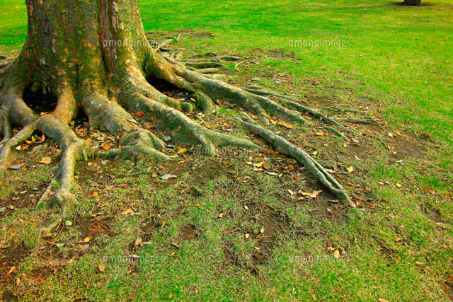 樹 木の根