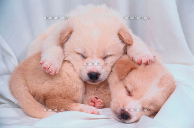 眠る2匹の子犬
(c)AKIRA MATOBA/a.collectionRF