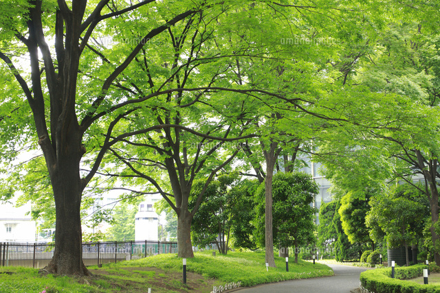 新緑の公園
(c)GYRO PHOTOGRAPHY/a.collectionRF