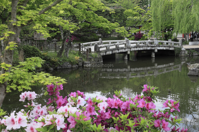 新緑の円山公園とツツジ
(c)HIRO/a.collectionRF