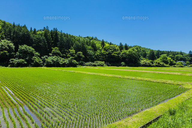 水田と里山と青空
(c)pasmal/a.collectionRF