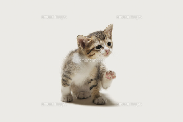 おどけた様子の子猫
(c)PHOTOLIFE/a.collectionRF