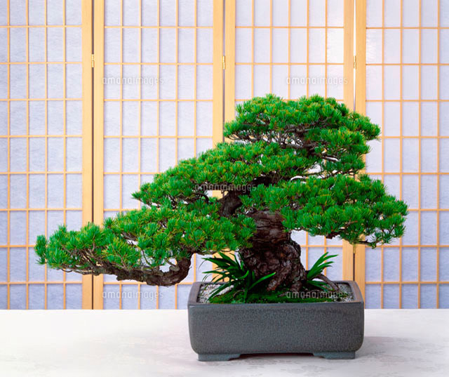 盆栽
(c)JAPACK/a.collectionRF