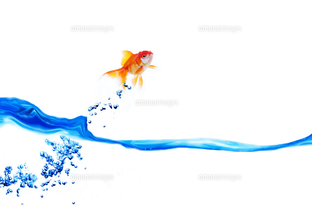 水面から飛ぶ金魚
(c)IDC/a.collectionRF