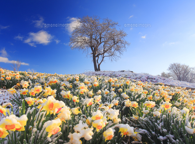 雪の積もったスイセンの花畑と木立
(c)Mitsushi Okada/a.collectionRF