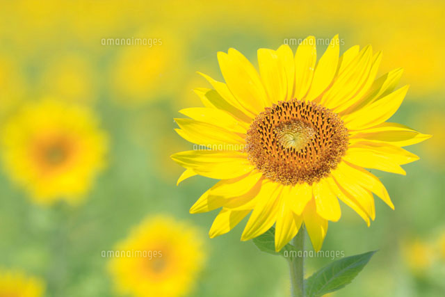 ヒマワリ
(c)NAOKI MUTAI/a.collectionRF