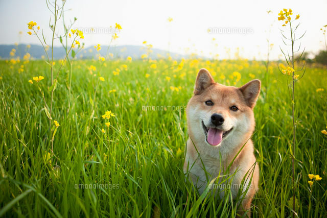 菜の花畑と柴犬
(c)Pholdar nine/a.collectionRF