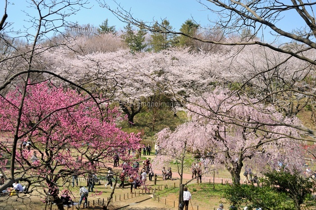 桜咲く三ツ池公園
(c)HIROAKI OTSUBO/a.collectionRF