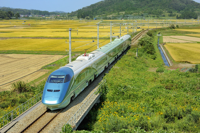 山形新幹線とれいゆつばさ[10548004925]｜ 写真素材・ストックフォト・画像・イラスト素材｜アマナイメージズ
