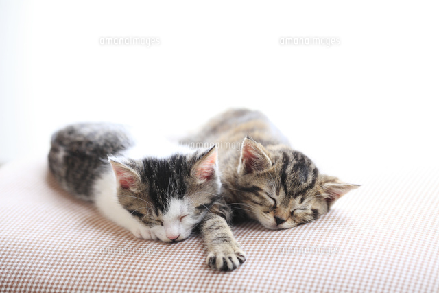 仲良く眠る子猫
(c)MASAFUMI KIMURA/a.collectionRF