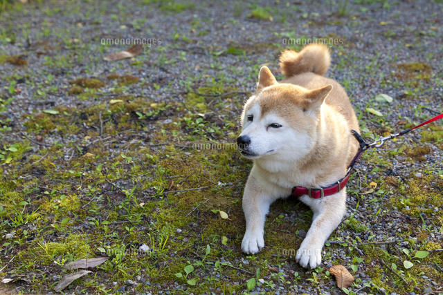 休息する柴犬
(c)officek/a.collectionRF