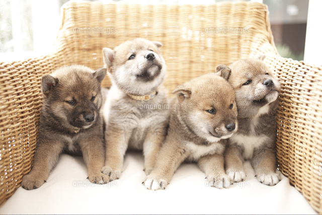 イスの上の4匹の犬(柴犬)
(c)Shinya Sasaki/a.collectionRF
