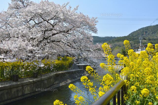 琵琶湖疏水 安朱橋と桜と菜の花
(c)JUN KANEMATSU/a.collectionRF