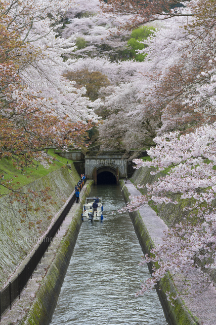 日本の桜風景 琵琶湖疏水クルーズの船と満開の桜
(c)JUN KANEMATSU/a.collectionRF