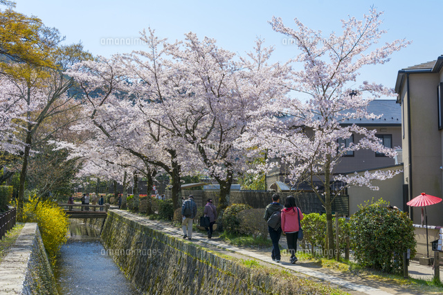 哲学の道と桜と琵琶湖疏水
(c)JUN KANEMATSU/a.collectionRF