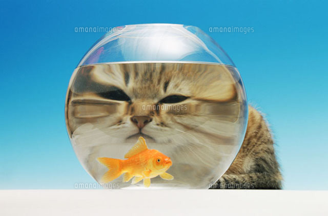 Cat watching a goldfish
(c)Image Source