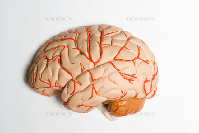 An anatomical model of human brain
(c)Halfdark/fStop
