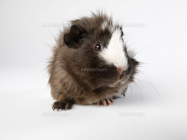 Guinea Pig
(c)Radius Images