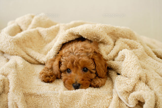 タオルに包まれるトイプードルの子犬
(c)mon printemps