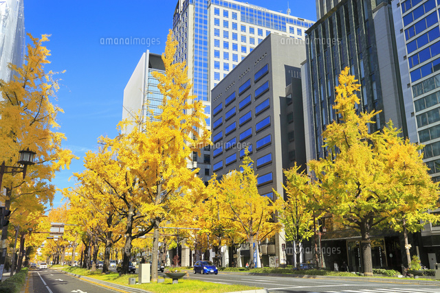 大阪・御堂筋,黄紅葉のイチョウ並木
(c)JP