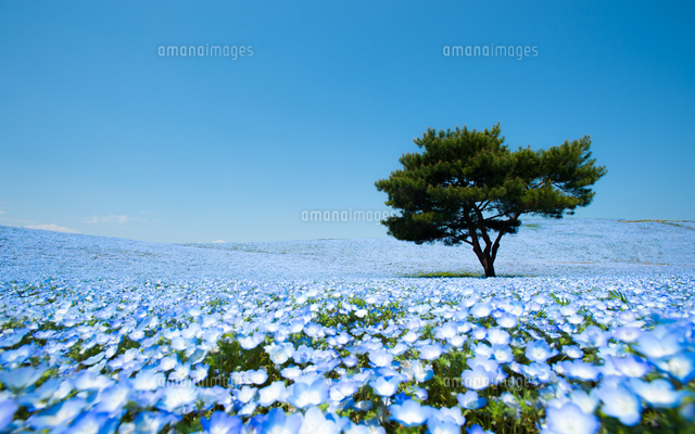 The Blue Field
(c)Teerayut Hiruntaraporn/500px