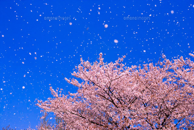 作家もの 桜吹雪の付け下げ 着物 - 浴衣/水着