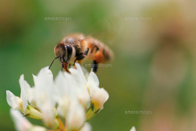 花と蜜蜂
(c)GYRO PHOTOGRAPHY/a.collectionRF