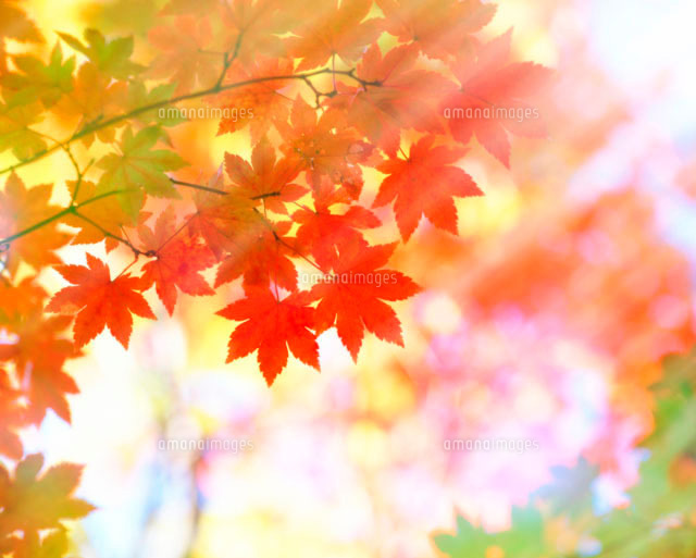 紅葉
(c)GYRO PHOTOGRAPHY/a.collectionRF