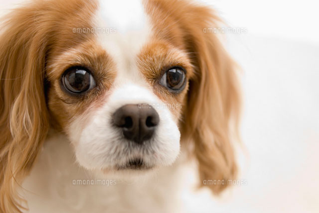 キャバリア犬
(c)DAJ