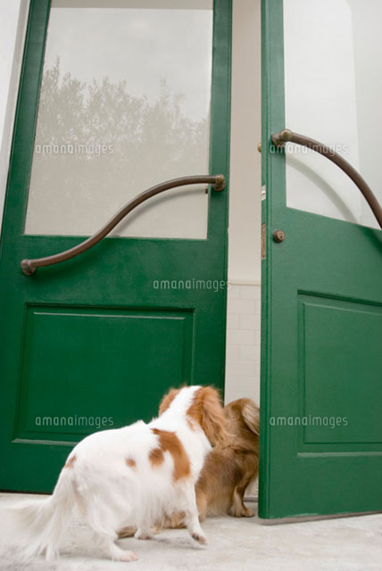 ドアの向こうを覗く犬
(c)DAJ