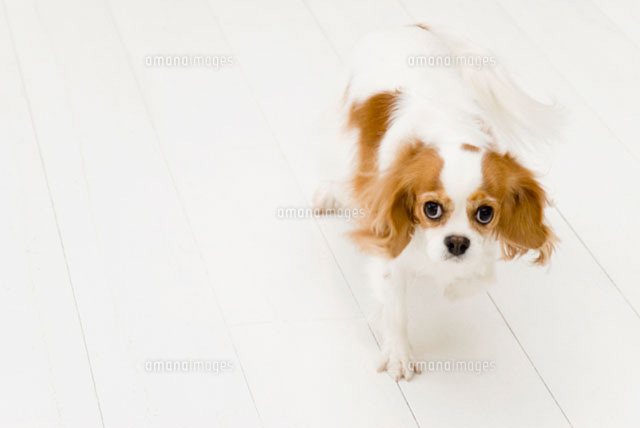 歩くキャバリア犬
(c)DAJ