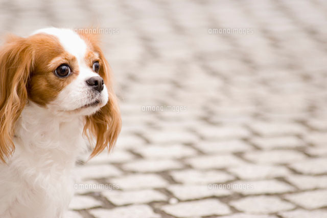 路上のキャバリア犬
(c)DAJ