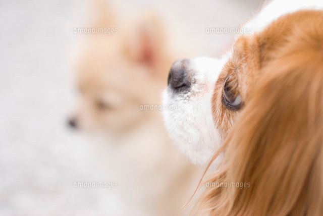 キャバリア犬の横顔
(c)DAJ