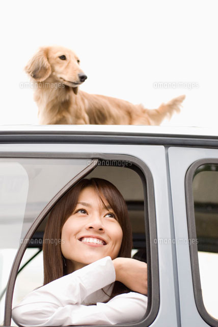 車上のミニチュアダックスフントと女性
(c)DAJ