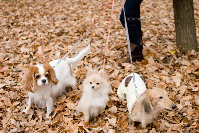 落ち葉の上の犬
(c)DAJ
