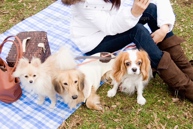 3匹の犬と女性
(c)DAJ
