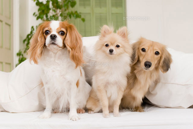ソファに座る犬達
(c)DAJ