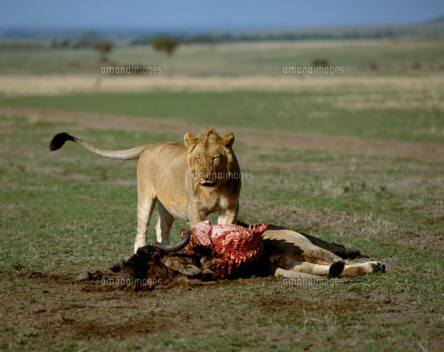 ヌーを食べるライオン[22369000263]｜ 写真素材・ストックフォト・画像・イラスト素材｜アマナイメージズ