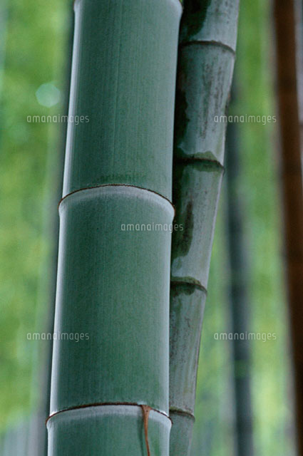 竹 2本
(c)MASAO OTA/a.collectionRF