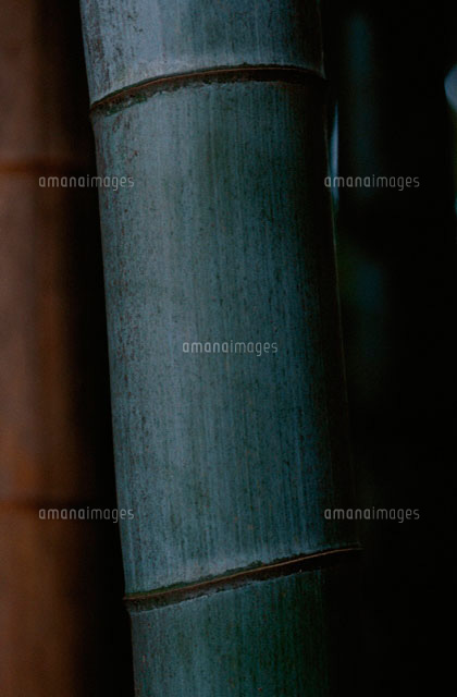 竹
(c)MASAO OTA/a.collectionRF