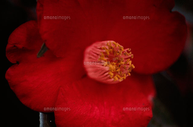 花 赤
(c)MASAO OTA/a.collectionRF