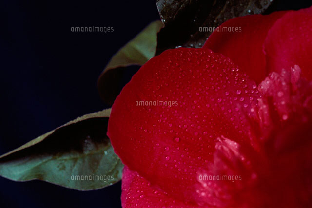 花 赤
(c)MASAO OTA/a.collectionRF