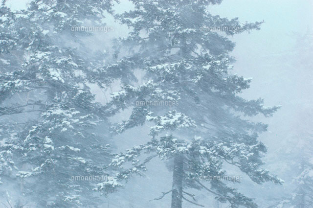 吹雪と針葉樹
(c)MITSUHIRO OUCHI/a.collectionRF