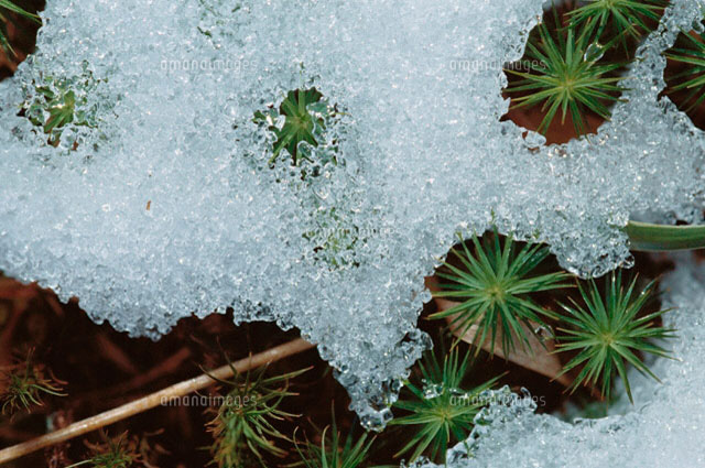 雪解け
(c)MITSUHIRO OUCHI/a.collectionRF