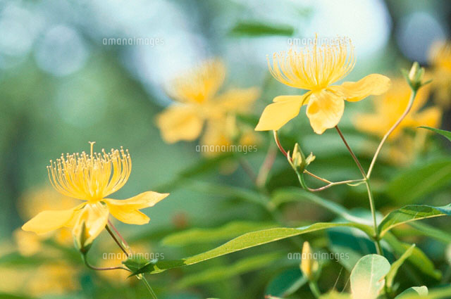 ビョウヤナギ 6月中旬
(c)YASUHIRO MATSUOKA/a.collectionRF