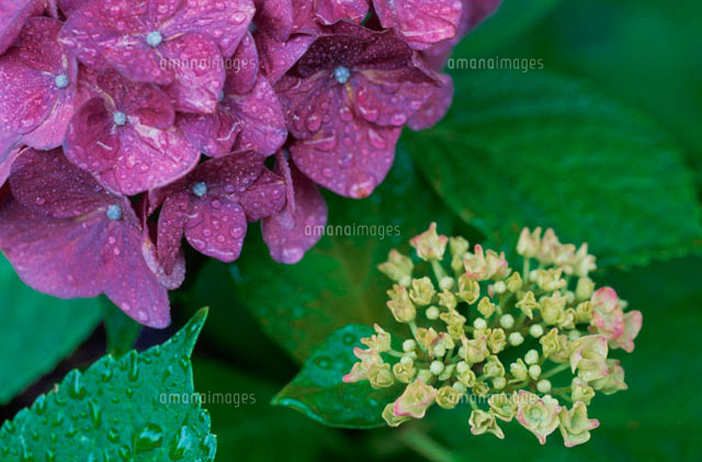 アジサイの花
(c)Hiromi Suzuki/a.collectionRF
